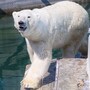 polar_bear