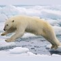 polar_bear