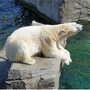 polar_bear