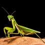 praying_mantis