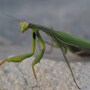 praying_mantis