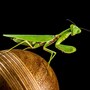 praying_mantis