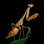 praying_mantis
