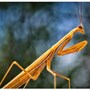 praying_mantis