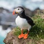 puffin