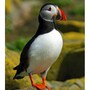 puffin