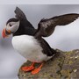 puffin