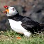 puffin