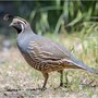 quail