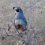 quail