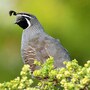 quail