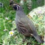 quail
