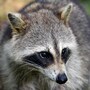 raccoon