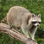 raccoon