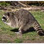 raccoon
