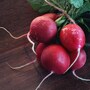 radish