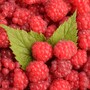 raspberry