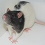 rat