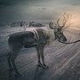 reindeer