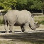 rhinoceros