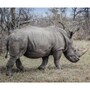 rhinoceros