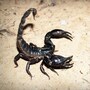 scorpion