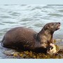 sea_otter