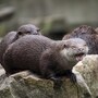 sea_otter