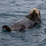 sea_otter