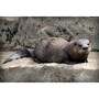 sea_otter