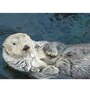 sea_otter