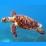 sea_turtle