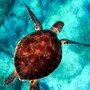 sea_turtle