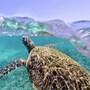 sea_turtle