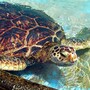sea_turtle