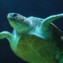 sea_turtle
