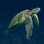 sea_turtle