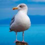 seagull