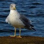 seagull