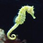 seahorse
