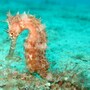 seahorse