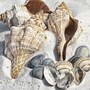 seashell