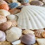 seashell