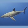 shark