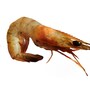 shrimp