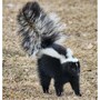 skunk
