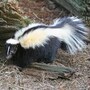 skunk