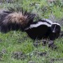 skunk