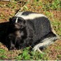 skunk