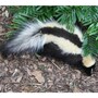 skunk